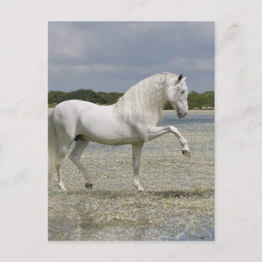 Fantasy Horses: Heer van het meer Briefkaart (Voorkant)
