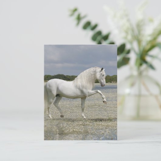 Fantasy Horses: Heer van het meer Briefkaart (Staand voorkant)