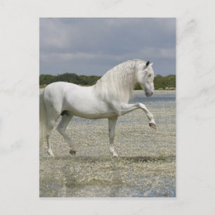 Fantasy Horses: Heer van het meer Briefkaart