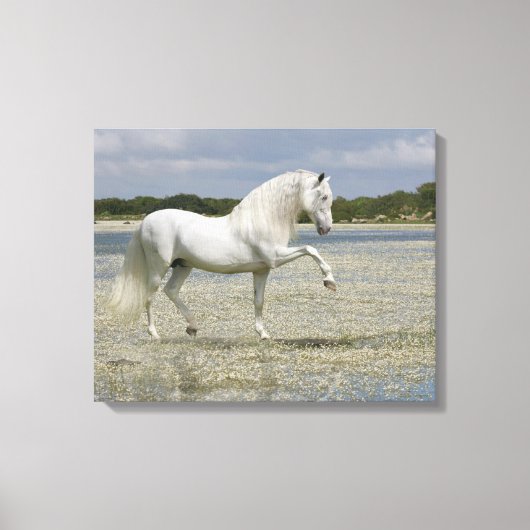 Fantasy Horses: Heer van het meer Canvas Afdruk (Voorkant)