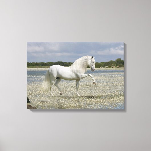 Fantasy Horses: Heer van het meer Canvas Afdruk (Voorkant)