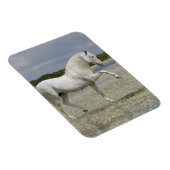 Fantasy Horses: Heer van het meer Magneet (Rechterzijde)