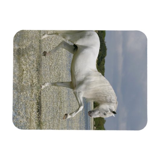 Fantasy Horses: Heer van het meer Magneet (Horizontaal)