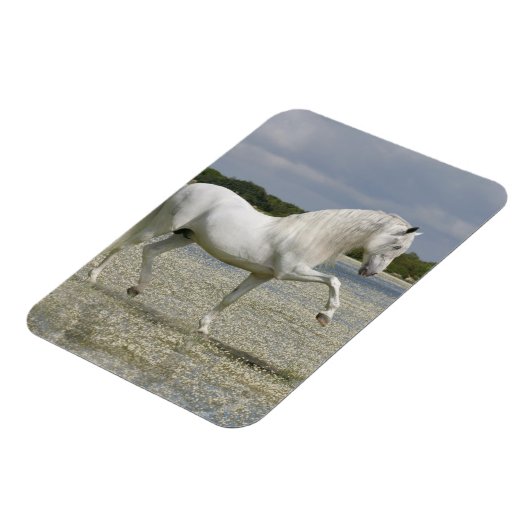 Fantasy Horses: Heer van het meer Magneet (Linkerzijde)