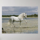 Fantasy Horses: Heer van het meer Poster (Voorkant)