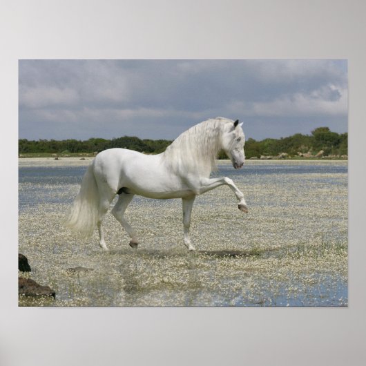 Fantasy Horses: Heer van het meer Poster (Voorkant)
