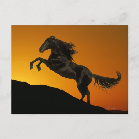 Fantasy Horses: Mountain Sunset Briefkaart (Voorkant)