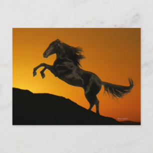 Fantasy Horses: Mountain Sunset Briefkaart