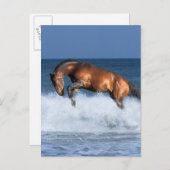 Fantasy Horses: Selle Francais en Zee Briefkaart (Voorkant / Achterkant)