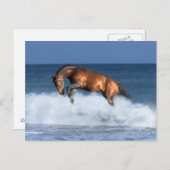 Fantasy Horses: Selle Francais en Zee Briefkaart (Voorkant / Achterkant)