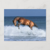 Fantasy Horses: Selle Francais en Zee Briefkaart (Voorkant)