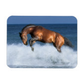 Fantasy Horses: Selle Francais en Zee Magneet (Horizontaal)