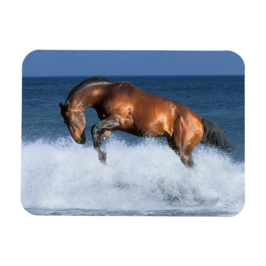 Fantasy Horses: Selle Francais en Zee Magneet (Horizontaal)