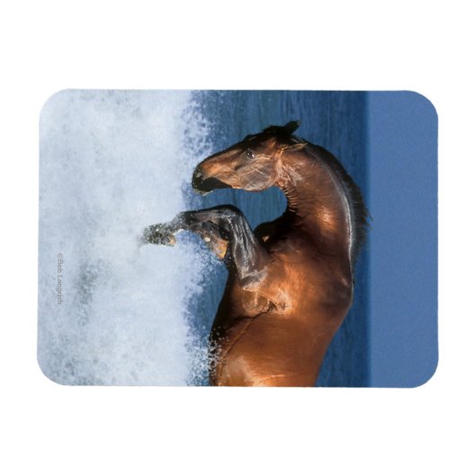 Fantasy Horses: Selle Francais en Zee Magneet (Horizontaal)