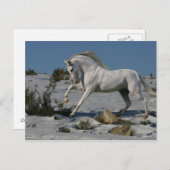 Fantasy Horses: sneeuwkoning Briefkaart (Voorkant / Achterkant)