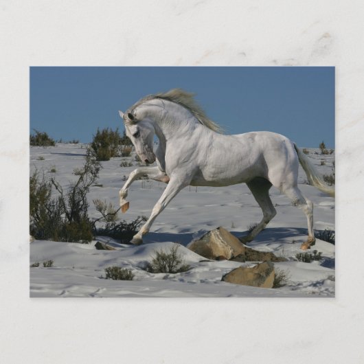 Fantasy Horses: sneeuwkoning Briefkaart (Voorkant)