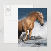 Fantasy Horses: Summer Splash Briefkaart (Voorkant / Achterkant)