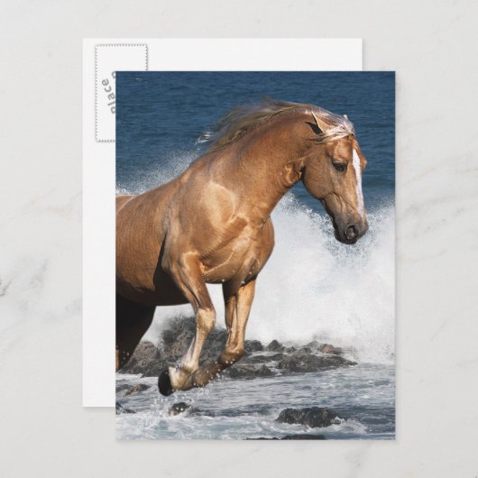 Fantasy Horses: Summer Splash Briefkaart (Voorkant / Achterkant)