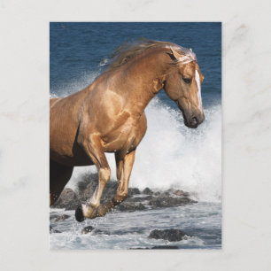 Fantasy Horses: Summer Splash Briefkaart