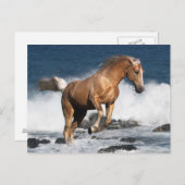 Fantasy Horses: Summer Splash Briefkaart (Voorkant / Achterkant)