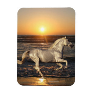 Fantasy Horses: Sunset Magneet