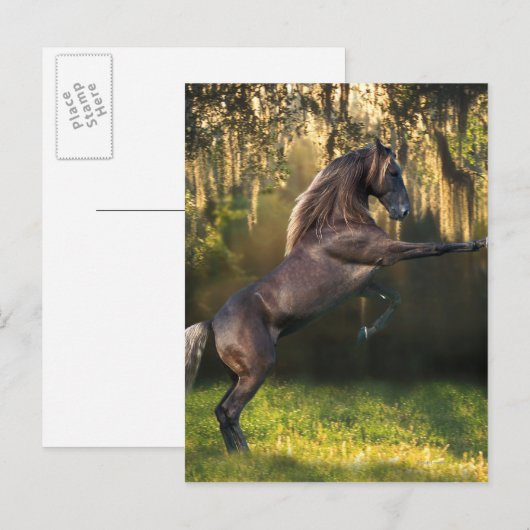 Fantasy Horses: Warrior Prince Briefkaart (Voorkant / Achterkant)