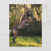 Fantasy Horses: Warrior Prince Briefkaart (Voorkant)