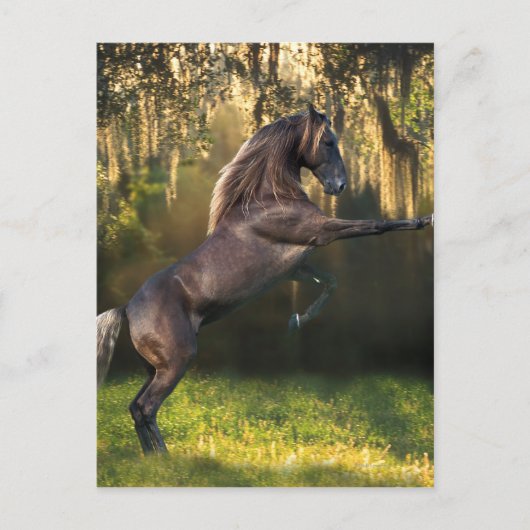 Fantasy Horses: Warrior Prince Briefkaart (Voorkant)