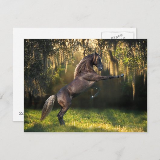 Fantasy Horses: Warrior Prince Briefkaart (Voorkant / Achterkant)