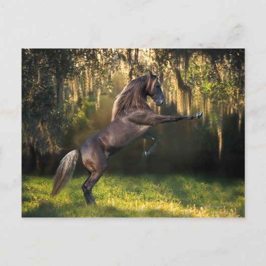 Fantasy Horses: Warrior Prince Briefkaart (Voorkant)