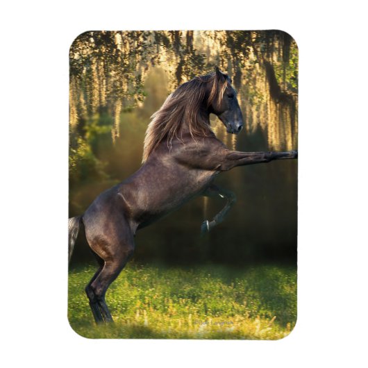 Fantasy Horses: Warrior Prince Magneet (Verticaal)
