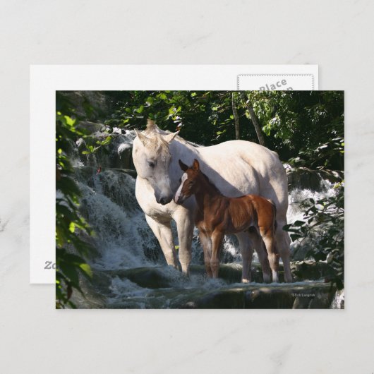 Fantasy Horses: Waterval Briefkaart (Voorkant / Achterkant)