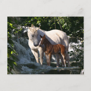 Fantasy Horses: Waterval Briefkaart