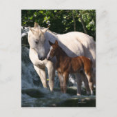 Fantasy Horses: Waterval Briefkaart (Voorkant)