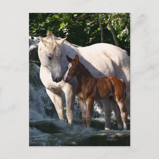 Fantasy Horses: Waterval Briefkaart (Voorkant)