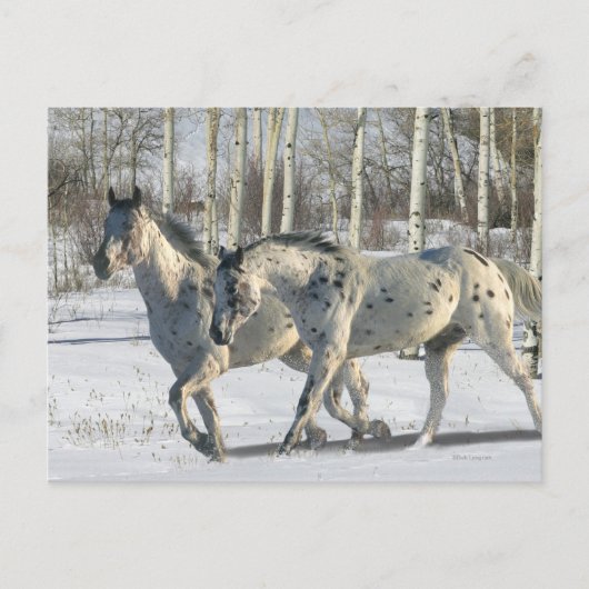 Fantasy Horses: Winter Wonderland Briefkaart (Voorkant)