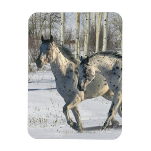 Fantasy Horses: Winter Wonderland Magneet
