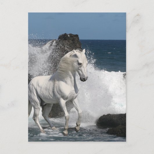 Fantasy Horses: Zuidelijke Zeeen Briefkaart (Voorkant)
