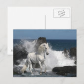 Fantasy Horses: Zuidelijke Zeeen Briefkaart (Voorkant / Achterkant)