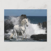 Fantasy Horses: Zuidelijke Zeeen Briefkaart (Voorkant)