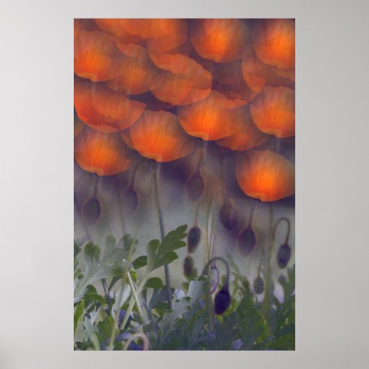 Fantasy Oranje Poppy Skies Poster (Voorkant)