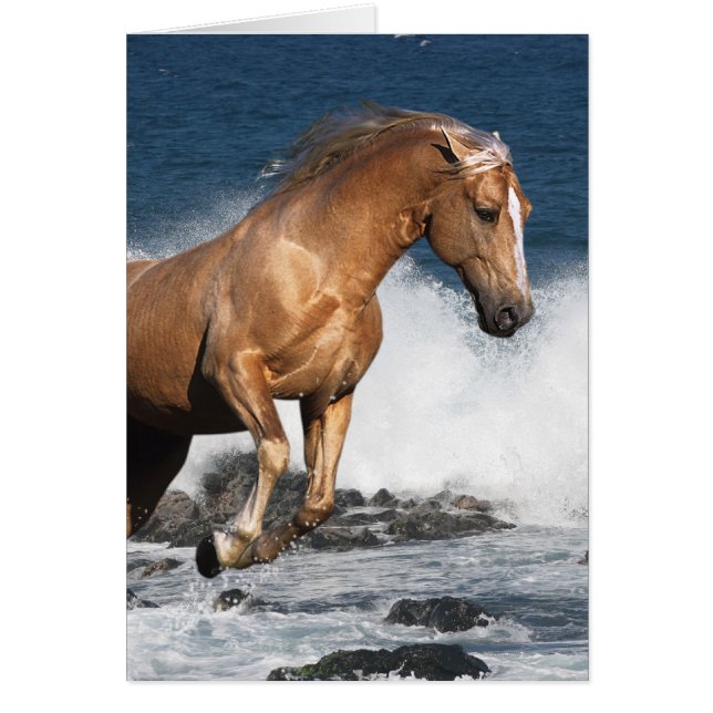 Fantasy Paarden: Zomer Splash (Voorkant)