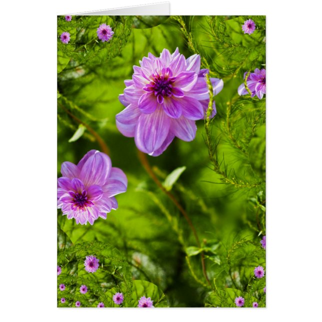 Fantasy Pink Dahlia (Voorkant)