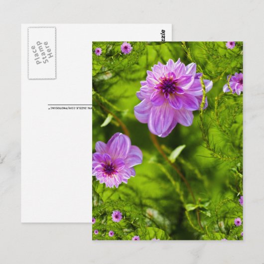 Fantasy Pink Dahlia Briefkaart (Voorkant / Achterkant)