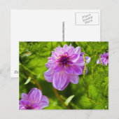 Fantasy Roze Dahlia Briefkaart (Voorkant / Achterkant)