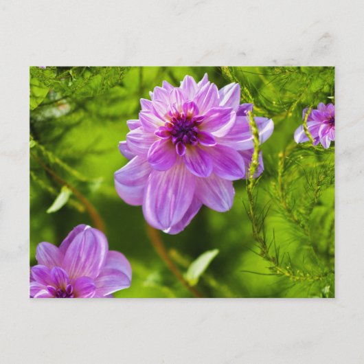 Fantasy Roze Dahlia Briefkaart (Voorkant)