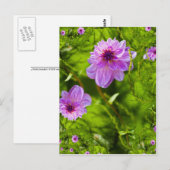 Fantasy Roze Dahlia Briefkaart (Voorkant / Achterkant)