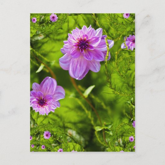 Fantasy Roze Dahlia Briefkaart (Voorkant)