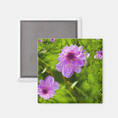 Fantasy Roze Dahlia Magneet (Voorkant / Achterkant)