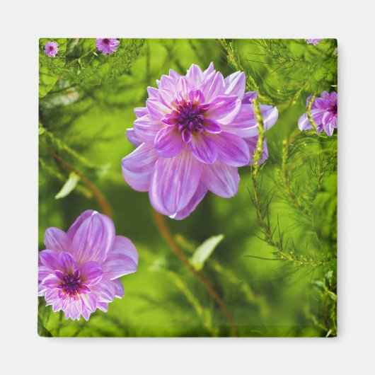 Fantasy Roze Dahlia Magneet (Voorkant)